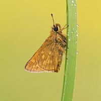 Large Skipper 2 